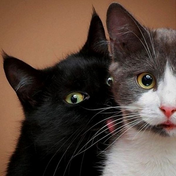 Фото,Grumpy Cat,Youtube,Twitter,Facebook,соцсети,общество, По секрету: как делать умилительные фотографии котиков и кошечек?